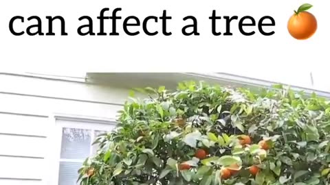 Smart EMF meters affect a tree