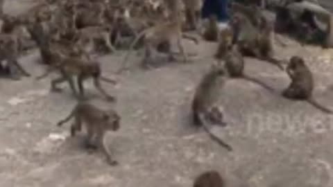 Hordes of starving monkeys seen storming empty streets in Thailand