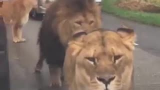 Incredible: The Most Terrifying Lion Encounter || #lion #wildlife #viralshorts #