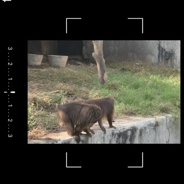 🐒 Majestic monkey reminds us why protecting wildlife truly matters 🌿