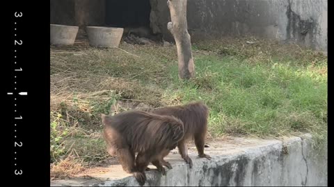 🐒 Majestic monkey reminds us why protecting wildlife truly matters 🌿