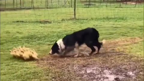A border collie gently guiding ducklings into a puddle.