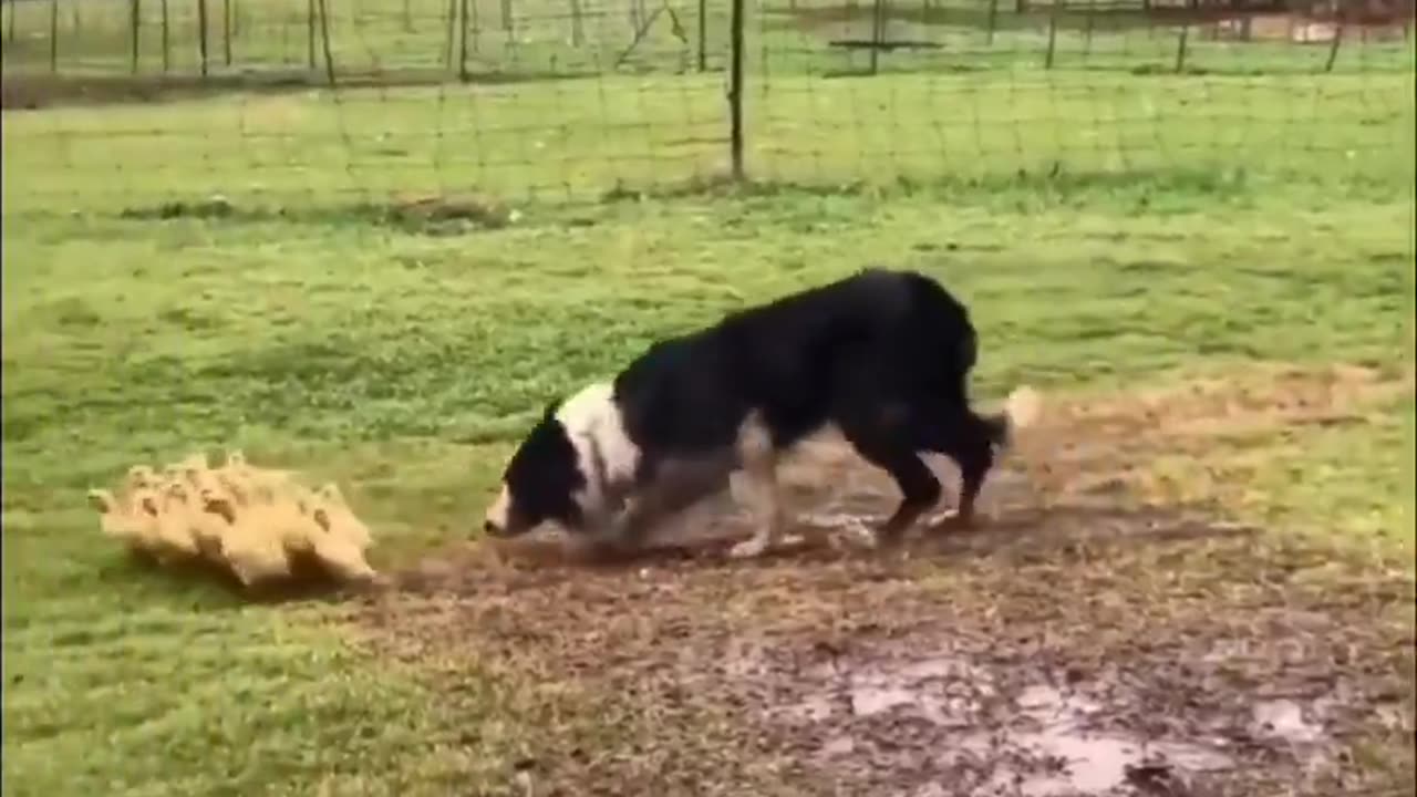 A border collie gently guiding ducklings into a puddle.