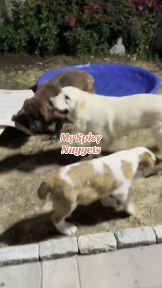 Spicy Nuggets #dog #puppy #GoldenRetriever #crazy