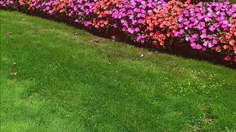 Colorful garden.