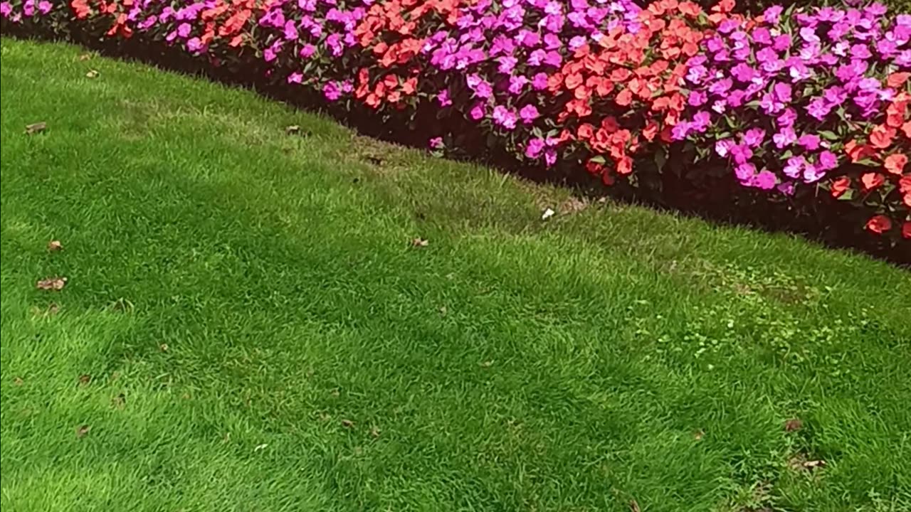 Colorful garden.