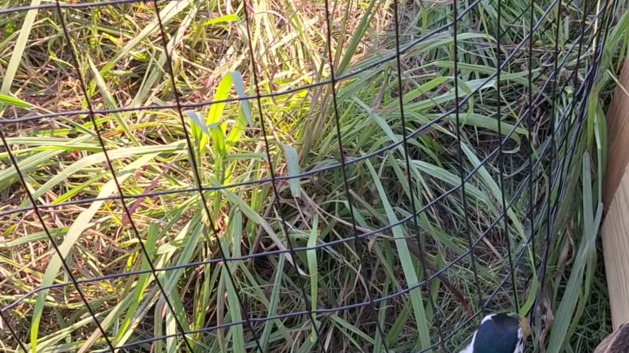 Duck vs chickens