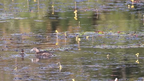 Young Pied Billed Grebes Try to Swallow a Dragonfly