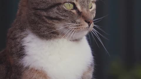Sleepy Cat Struggles to Stay Awake 😴🐾 #cutecat #catlovers #catshorts