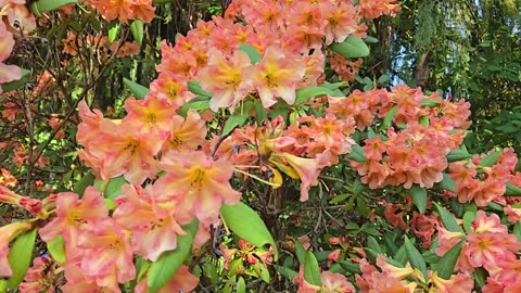 I'm Going to Miss This Epic Rhododendron 😰
