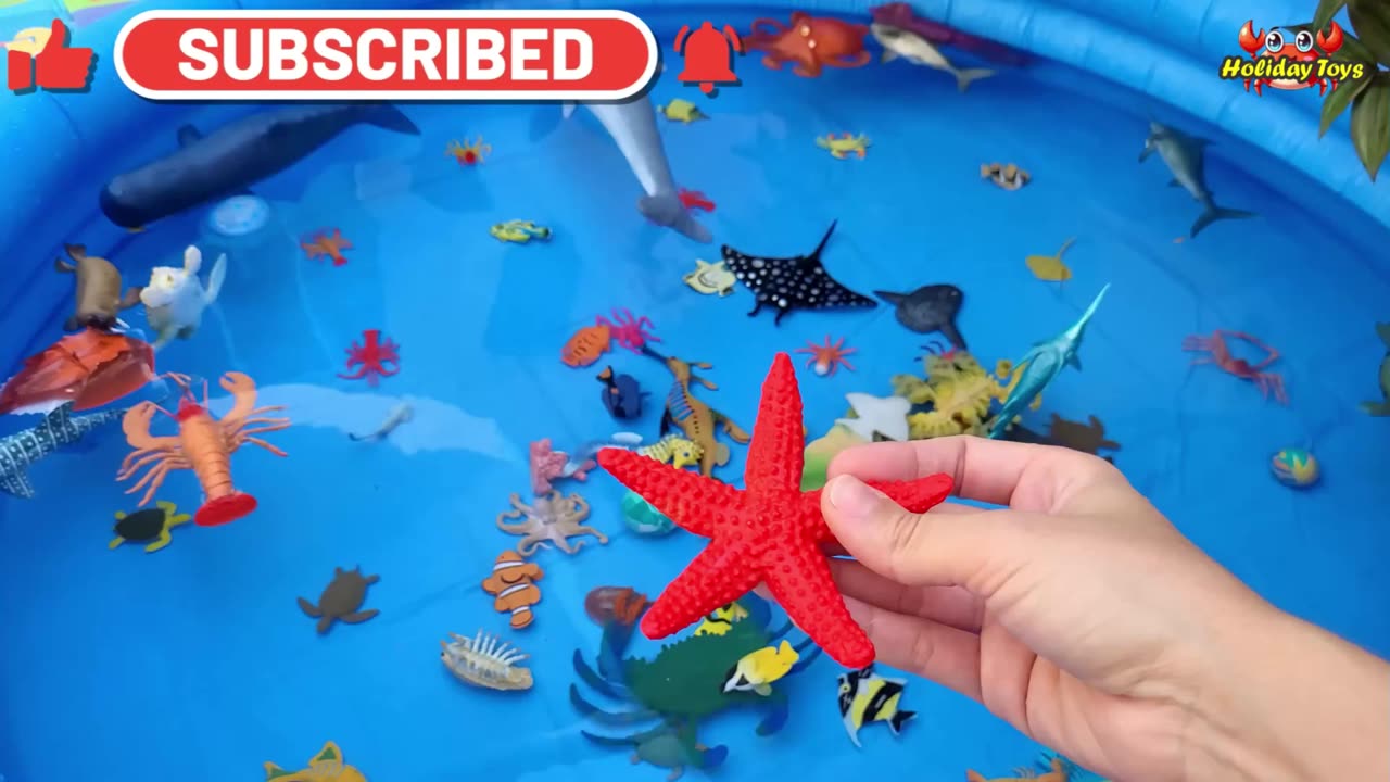 Dolphins Eat Large Lobsters on the Seabed for Dinner