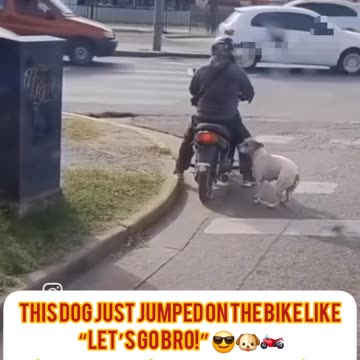 Unexpected Ride – A Dog’s Spontaneous Adventure! 🐶🏍️ سواری ناگهانی – ماجرای باحال یه سگ خیابونی!