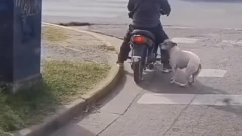 Unexpected Ride – A Dog’s Spontaneous Adventure! 🐶🏍️ سواری ناگهانی – ماجرای باحال یه سگ خیابونی!
