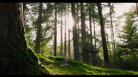 Morning Forest Meditation with 432Hz Healing Frequency | Start Your Day Calm & Grounded 🌞🍃