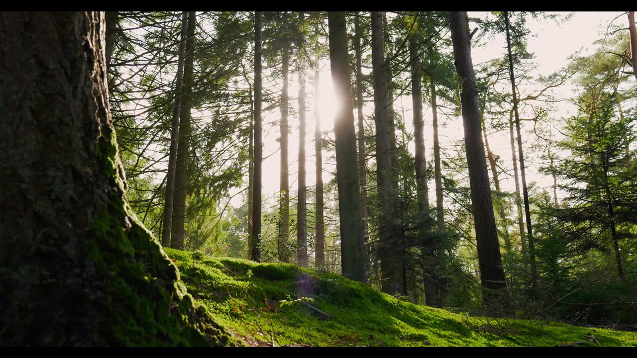 Morning Forest Meditation with 432Hz Healing Frequency | Start Your Day Calm & Grounded 🌞🍃