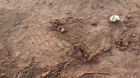 Crocodiles are afraid of shovels.