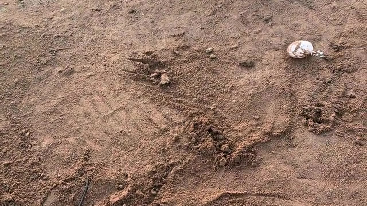 Crocodiles are afraid of shovels.