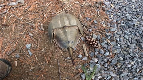 Horseshoe Crab