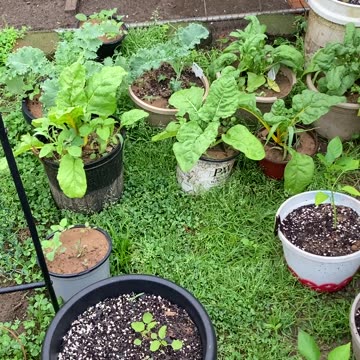 Spinach, Kale, and Swiss Chard finally ready!