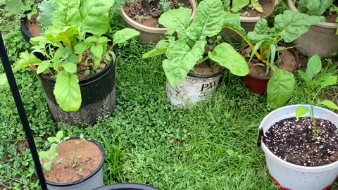 Spinach, Kale, and Swiss Chard finally ready!