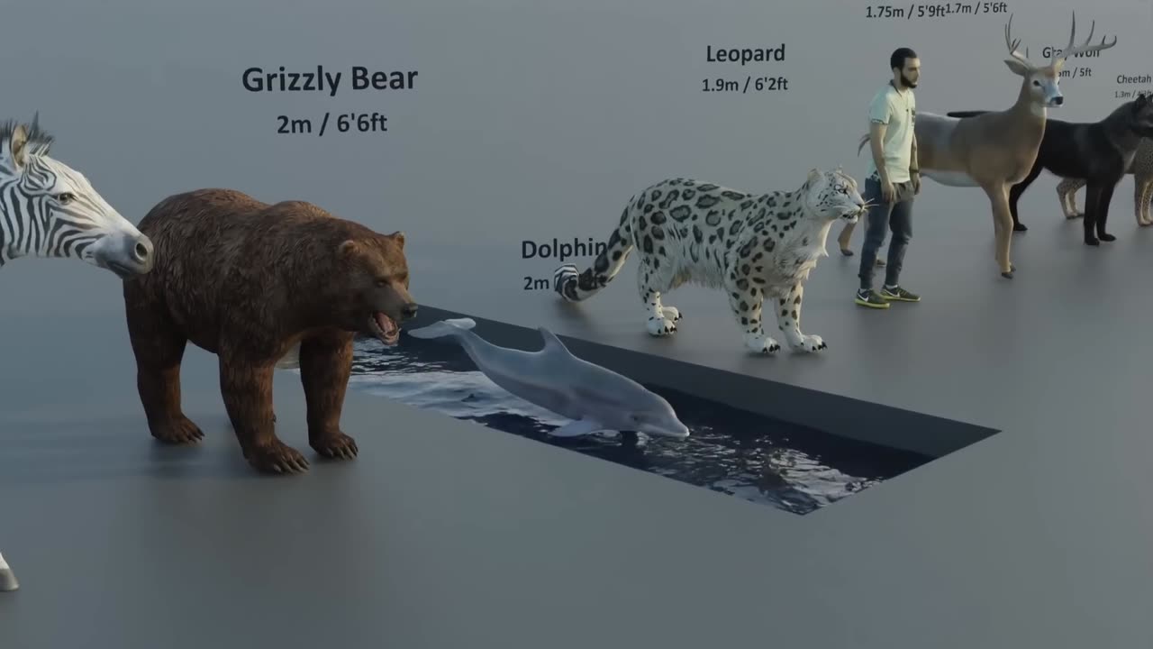 Animal Size Comparison