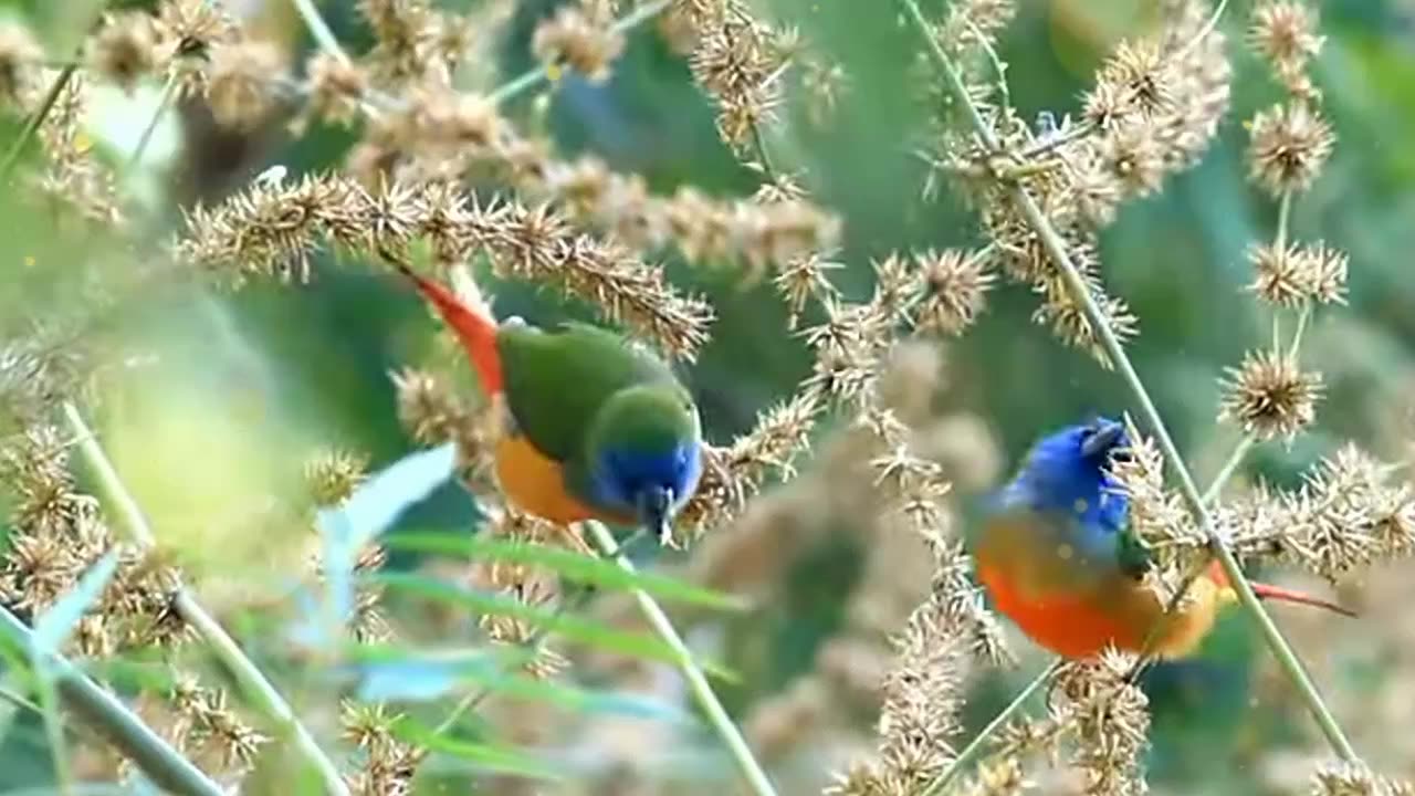 The Most Beautiful Bird in the World 🕊️ | Stunning Bird in 4K Ultra HD"