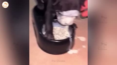 Funny Animals Video