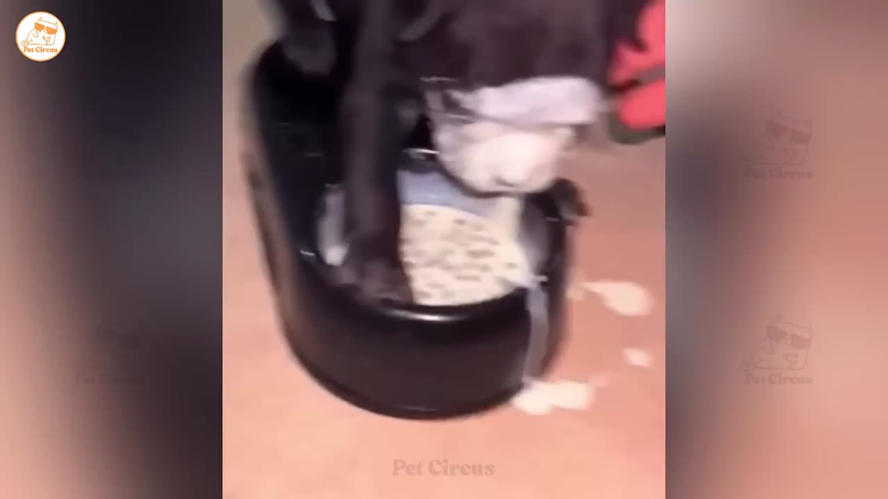 Funny Animals Video