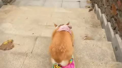 Skateboarding Corgi