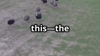 Canada's Ostrich Cull: Science vs. Bureaucracy!