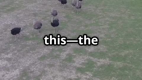 Canada's Ostrich Cull: Science vs. Bureaucracy!