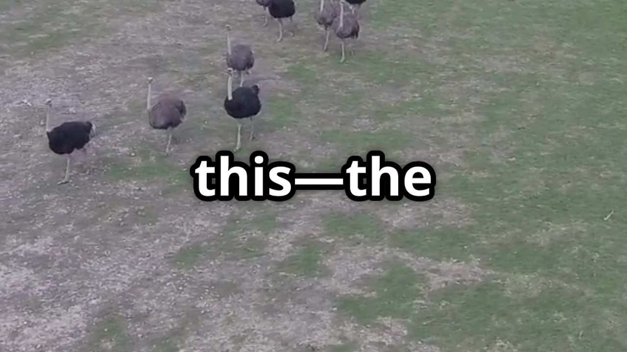 Canada's Ostrich Cull: Science vs. Bureaucracy!