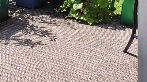 2025 Bucket Garden Update