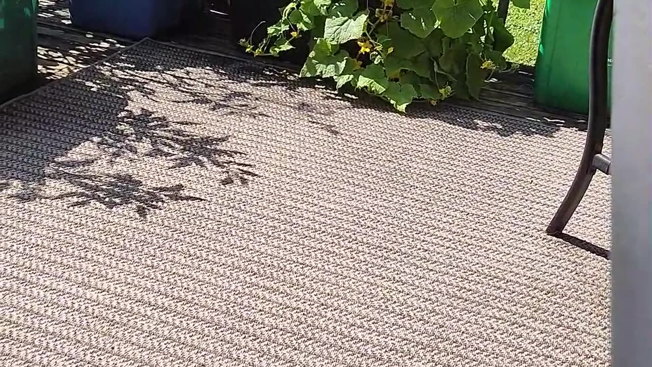 2025 Bucket Garden Update