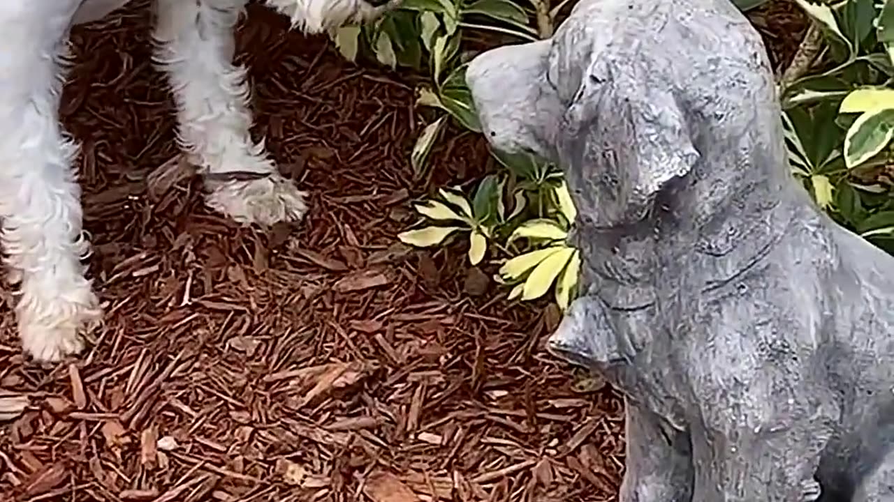 A cat video