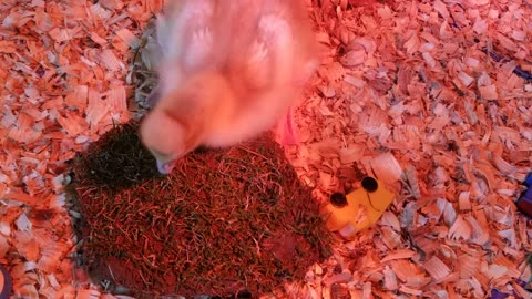 mmm nutritious sod #SparklegleamFarm #Lemongrab #farm #goose #farmanimals #UNACCEPTABLE #cute