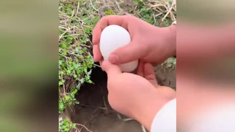 Funny Animals 🤣🤣🤣 Funny Animals