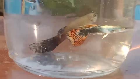 Guppy fish