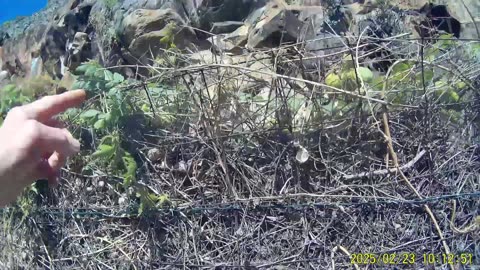 250223A___Madeira_NS-404,_cutting_down_some_excess_plants_from_the_fence_again.(1080p)