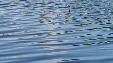 Swimming bird Anhinga