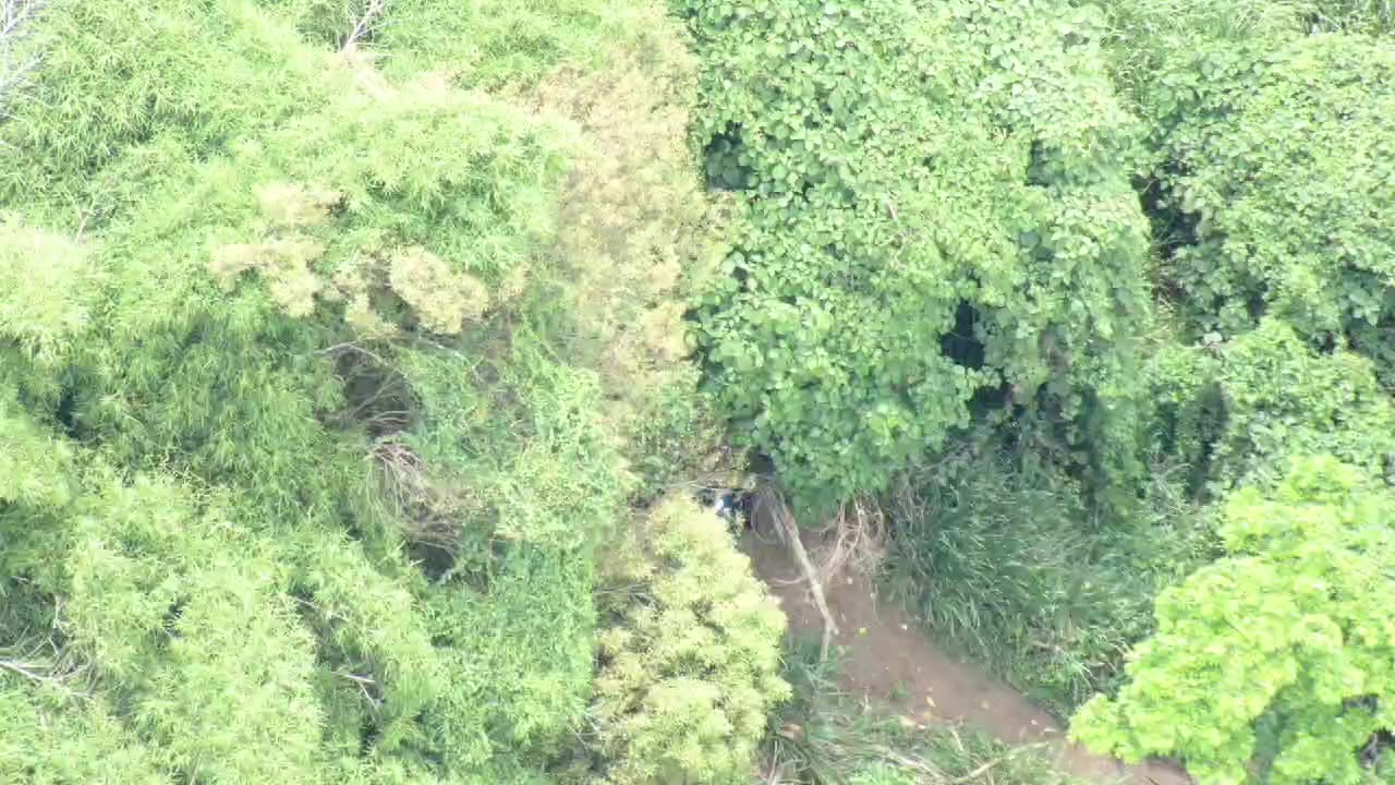 Capturado estupefacientes