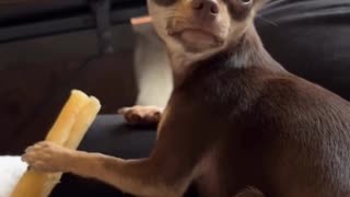 😂🤣 This Baby's Laughter is CONTAGIOUS! | FunFM