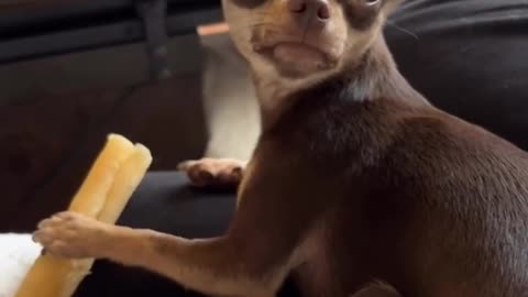 😂🤣 This Baby's Laughter is CONTAGIOUS! | FunFM