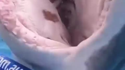 🦈😲 Mind Blown Shark Catches the Cage in Its Jaws! | FeedMyCuriosity