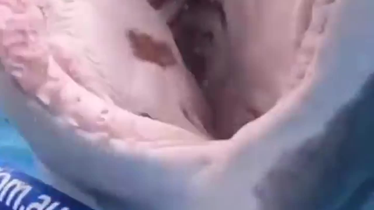 🦈😲 Mind Blown Shark Catches the Cage in Its Jaws! | FeedMyCuriosity