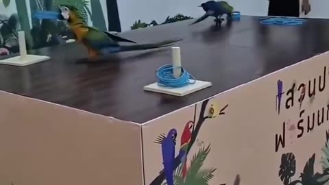Parrot Training