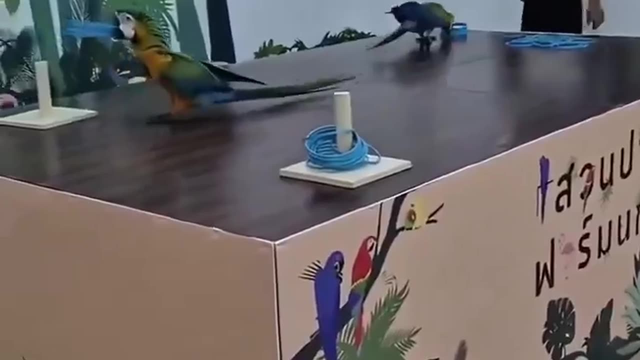 Parrot Training