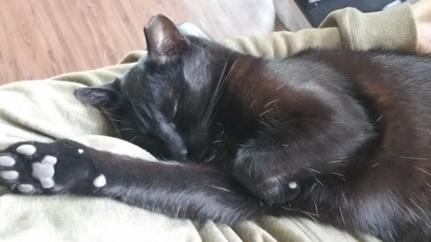 20250322 101835 Tux Lap Zonked