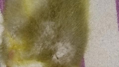 LEMONGRAB BOOTY TUFT. THAT IS ALL. #SparklegleamFarm #Lemongrab #farm #geese #farmanimals #soft