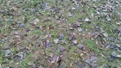 the Bennett crime family